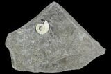 Fossil Ammonite (Promicroceras) - Lyme Regis #110687-1
